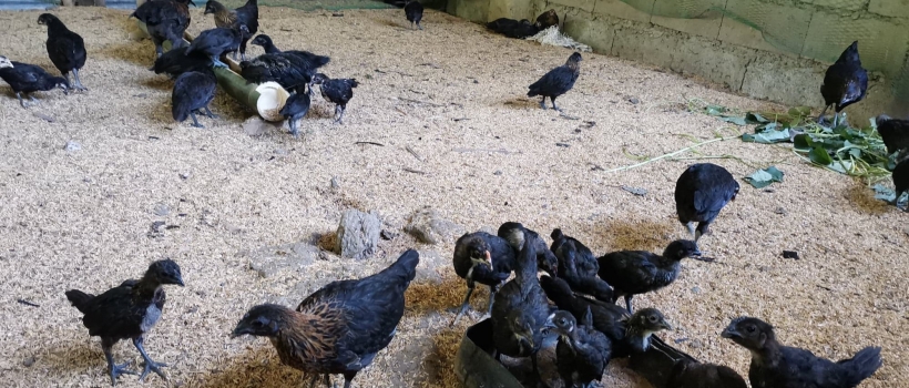 DOST Secretary Commends CSU’s Native Black Chicken Project