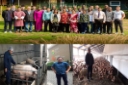  Agriculture Faculty in Netherlands for Pig Husbandry and Animal Feed Training